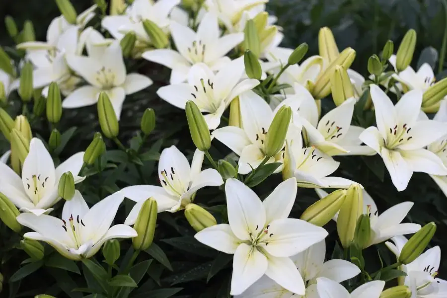 Hoa loa kèn có tên khoa học là Lilium Longiflorum, thuộc họ hành tỏi (Liliaceae). Có nguồn gốc từ Châu Âu.