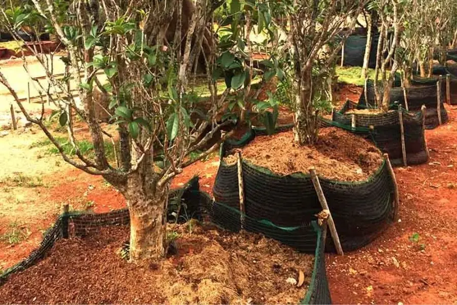 Tối ưu các điều kiện ánh sáng, đất trồng để cây được phát triển tốt.