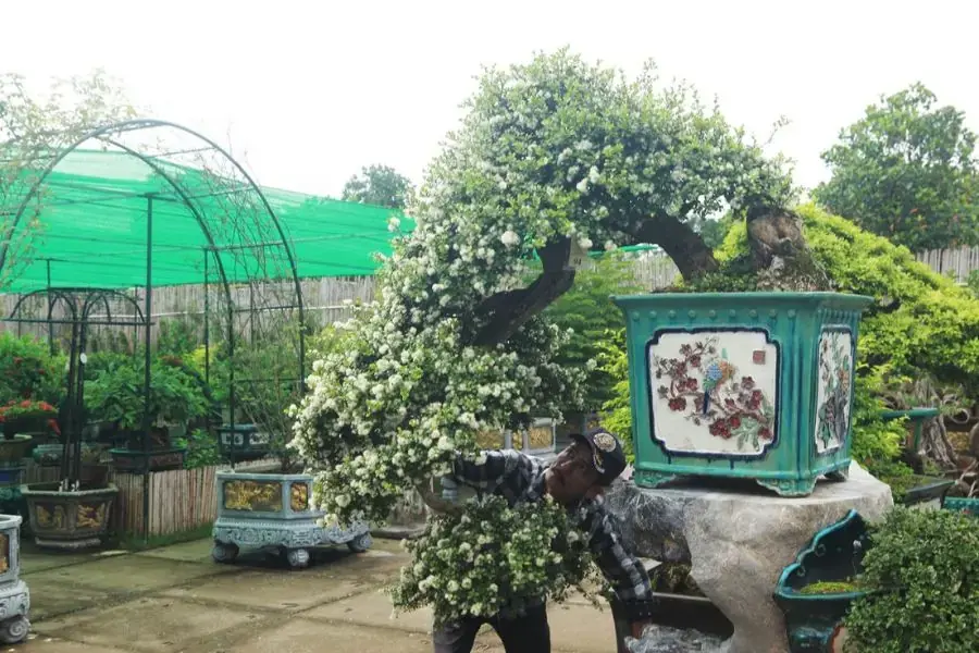 Chăm sóc, tưới nước và theo dõi tình trạng cây Hải Châu thường xuyên để phòng trừ sâu bệnh.