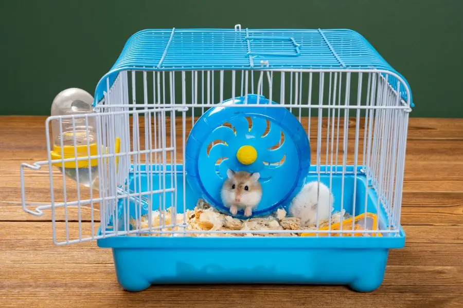 Thường xuyên vệ sinh ngôi nhà Hamster sạch sẽ.