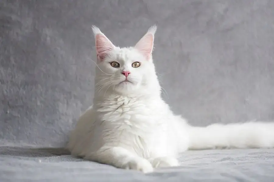 Mèo Turkish Van hoạt bán và vô cùng thân thiện.