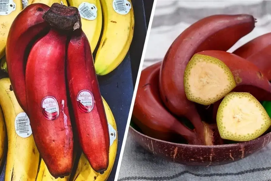 Giống chuối đỏ lạ mắt