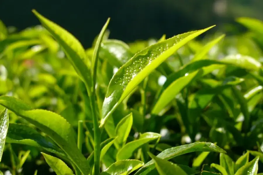 Khử mùi bình nhựa là công dụng của lá trà xanh (Nguồn: typhoo.co.uk)