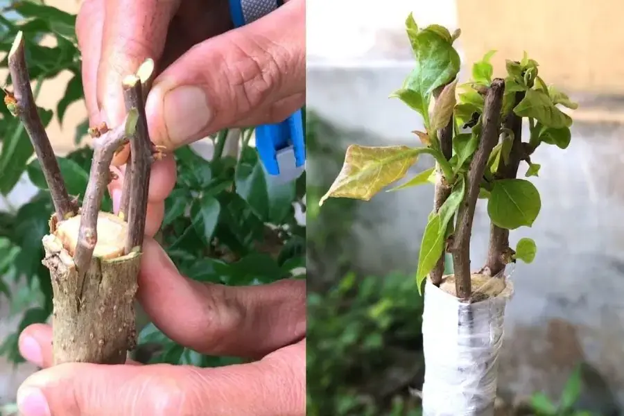Phương pháp ghép cành giúp hoa giấy có nhiều màu (Hình ảnh: Vườn & Nhà)
