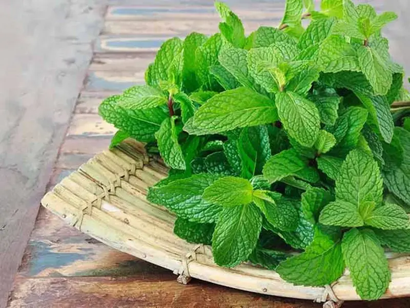 Khử mùi sơn nhà mới xây bằng bạc hà