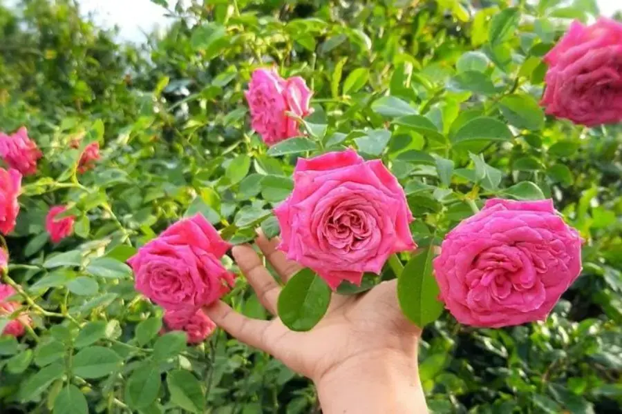 Hoa hồng được chăm sóc và bón phân đúng kỹ thuật sẽ tươi tốt và cho ra những bông hoa rất đẹp