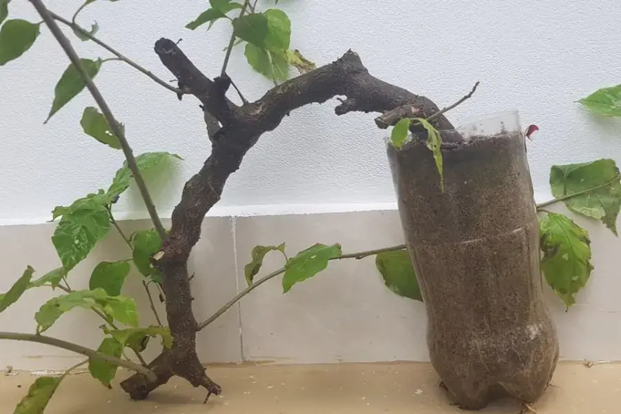 Cách trồng hoa giấy bằng cách giâm cành rất phổ biến (Hình ảnh: Nghe nhạc Thánh Ca)