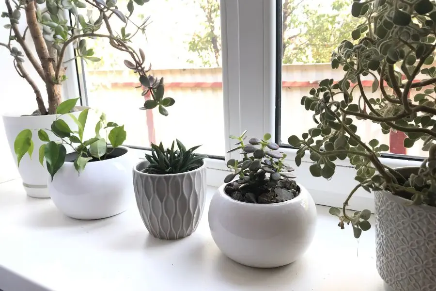Trang trí cửa sổ lớp học bằng những chậu cây xinh xắn, tươi tốt.
