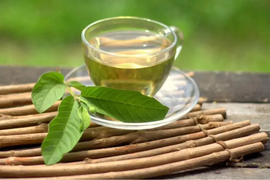 Những lưu ý quan trọng khi sử dụng trà lá ổi để giảm cân