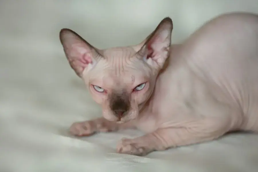 Không nên để mèo Sphynx tiếp xúc với người lạ hoặc trẻ con.