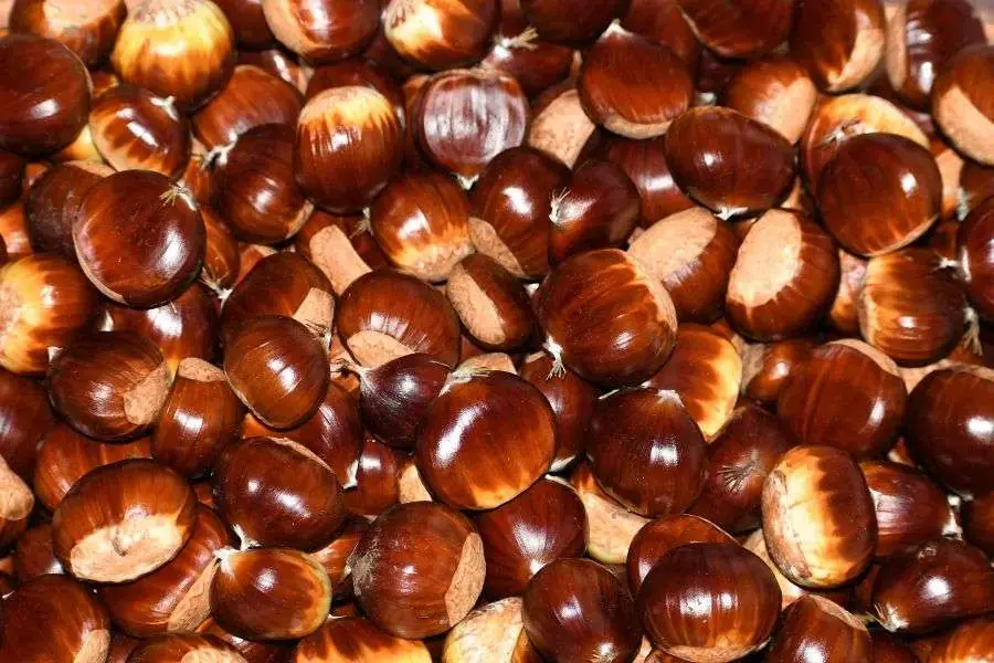 Cách lựa chọn hạt dẻ ngon