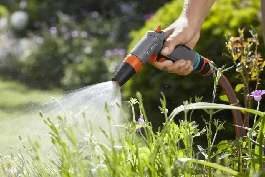 Tưới nước hàng ngày cho thanh liệu để đảm bảo độ ẩm.