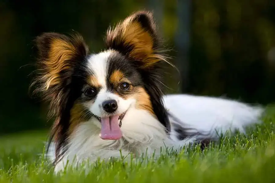 Papillon là hậu duệ của giống Toy Spaniel từ châu Âu.