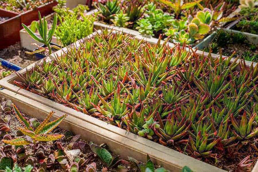 Trồng sen đá ở những nơi khô thoáng, có nhiều ánh sáng