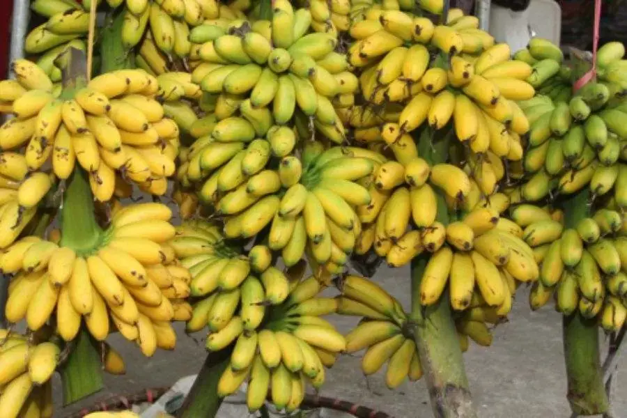 Chuối ngự có vị ngọt đậm, cuốn miệng.