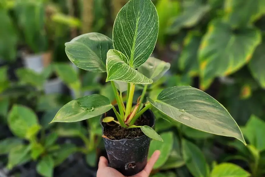 Luôn đảm bảo đất trồng cây có ẩm giúp cây đỡ bị khô hạn.