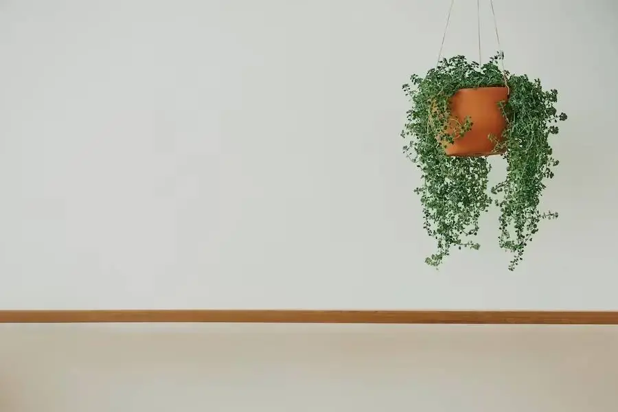 Nên chọn loại cây an toàn cho người dùng và thú cưng trong nhà