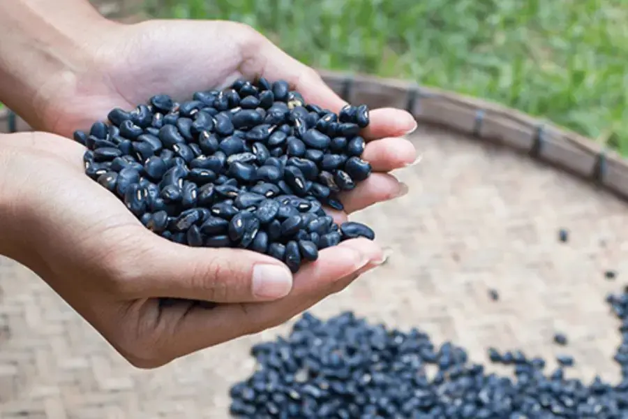 Chọn đậu đen chất lượng và sơ chế trước khi nấu.