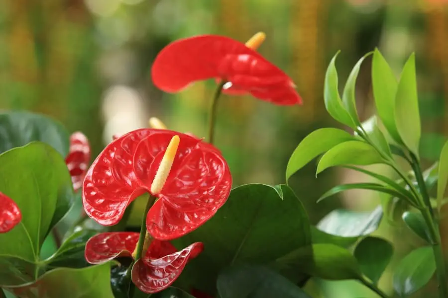 Hồng Môn đỏ rực rỡ với vòng mắt trắng nổi đật ở trung tâm.