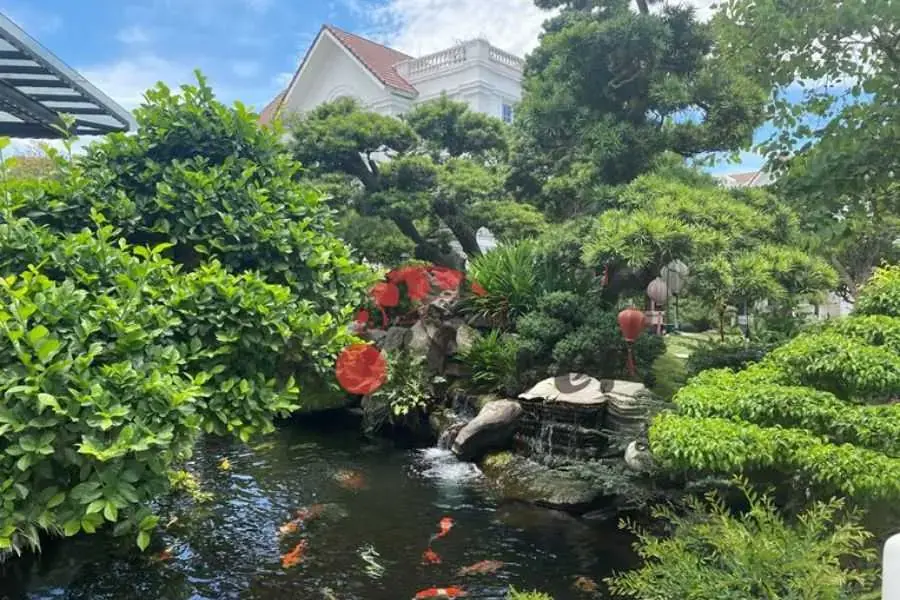 Bố trí hệ thống cây cỡ lớn xung quanh hồ để tạo bóng mát.