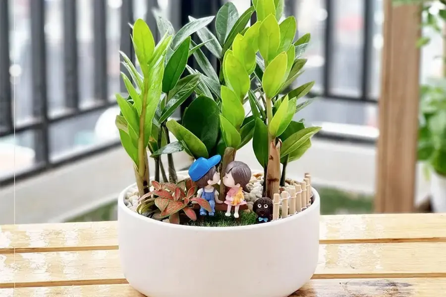 Thường xuyên lau lá cây Kim Tiền để cây dễ quang hợp hơn.