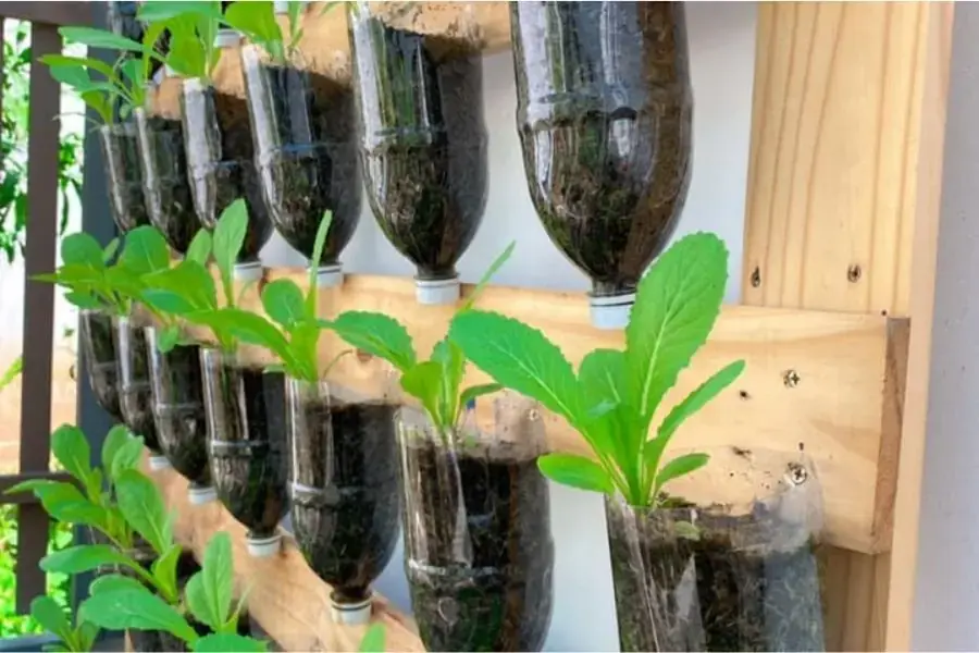 Cách trồng rau thông thường bằng chai nước khoáng dễ làm tại nhà