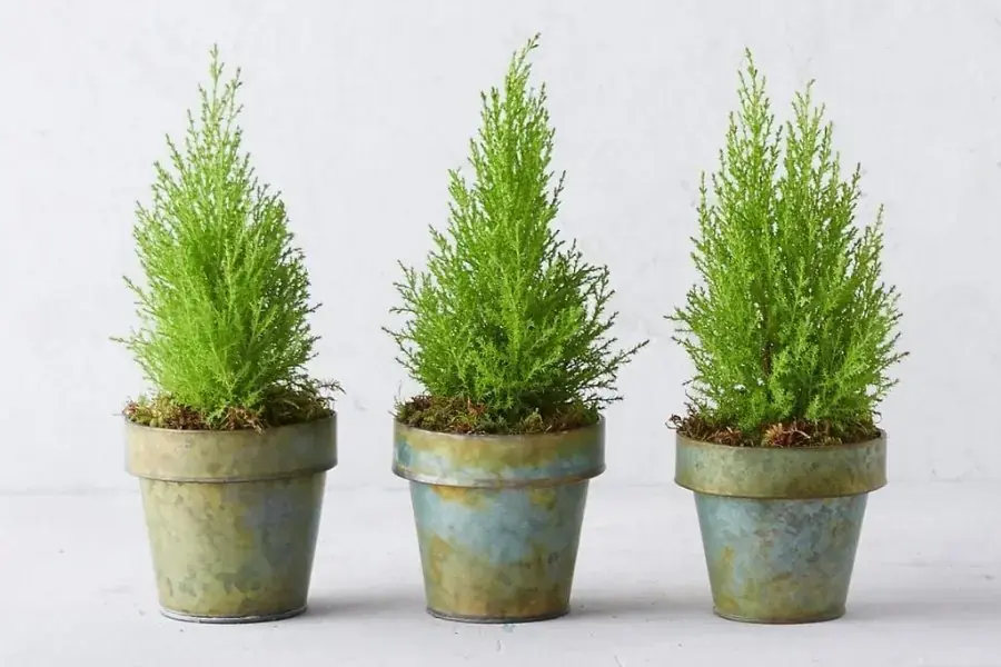 Đặt cây Tùng Thơm trên bàn làm việc giúp xua đuổi côn trùng có hại