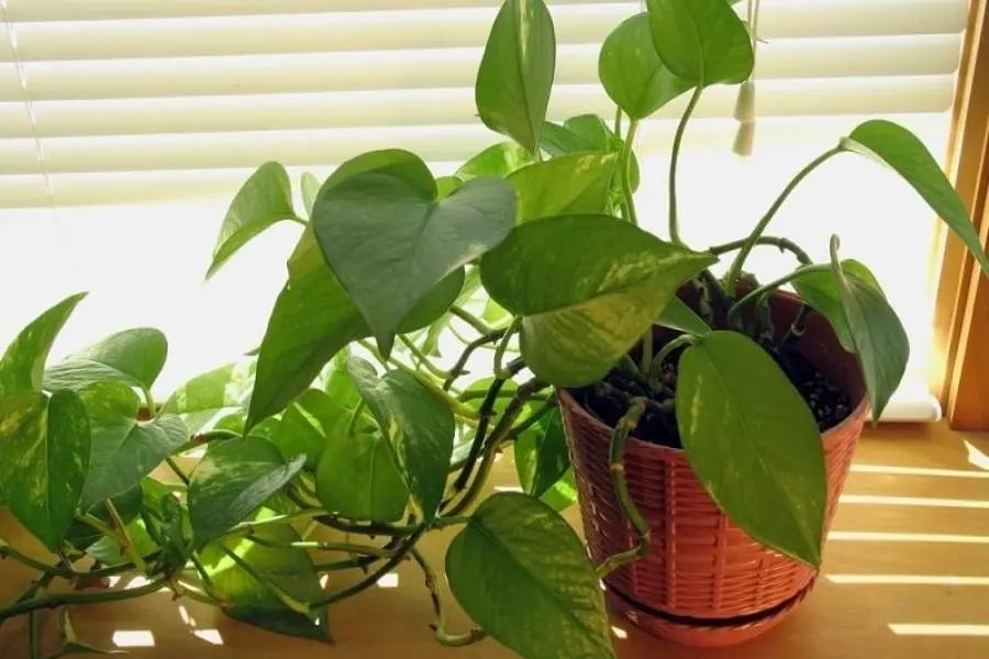 Cây trầu bà đặt trong phòng ngủ