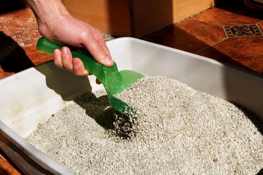 Vệ sinh môi trường sống hạn chế mèo bị tiêu chảy.