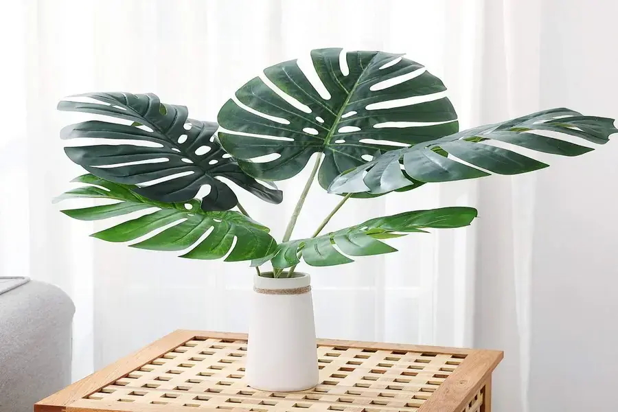 Cây trầu bà xẻ lá giúp gia chủ tránh điều xui xẻo