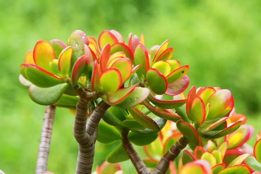 Trồng cây phỉ thuý rất đơn giản.