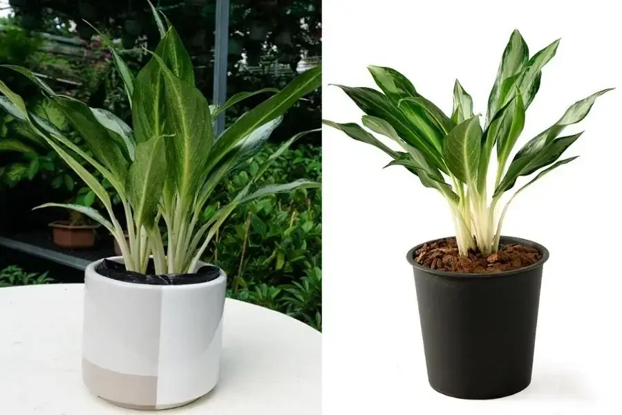 Giữ Tiền có thân mềm mảnh, đẹp mắt.
