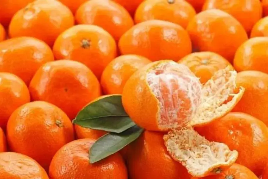 Cam canh vỏ mỏng nhiều nước, ngọt thanh