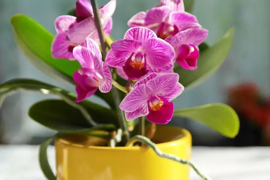 Lan Tai Trâu là biểu tượng của Assam