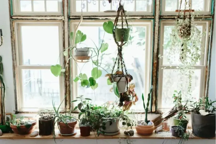Những chậu cây treo giúp cho không gian lớp học mới mẻ và thú vị hơn