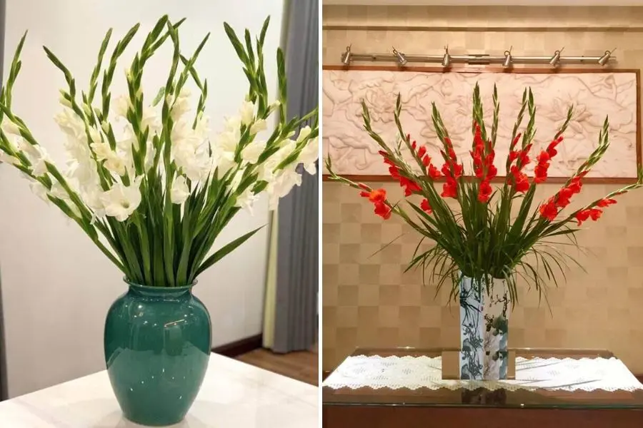 Hoa Lay Ơn tượng trưng cho những điều may mắn.