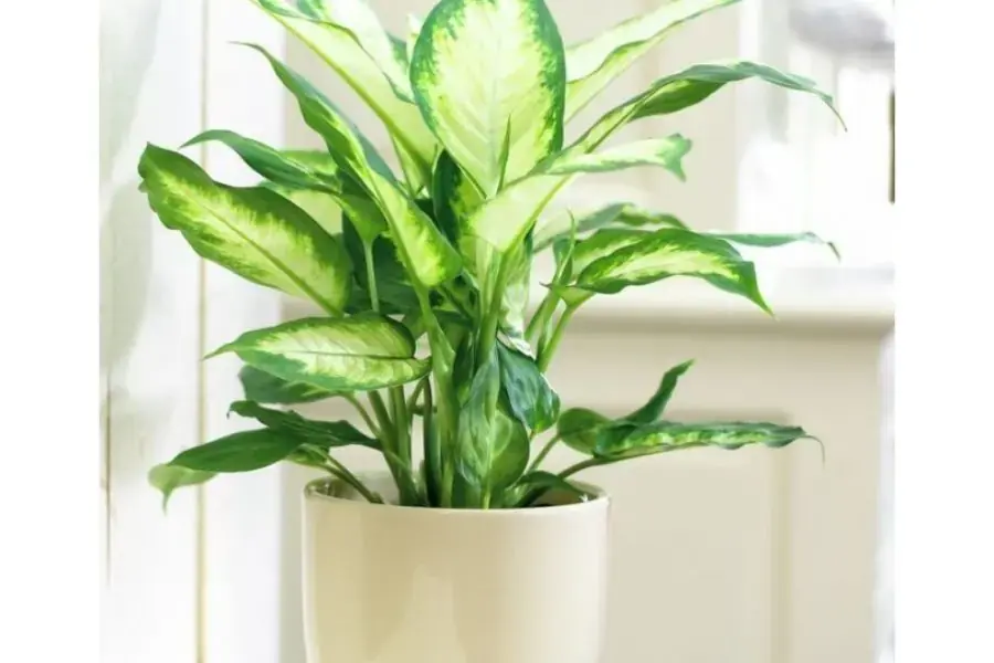 Giá của các loại cây còn phụ thuộc vào nhiều yếu tố