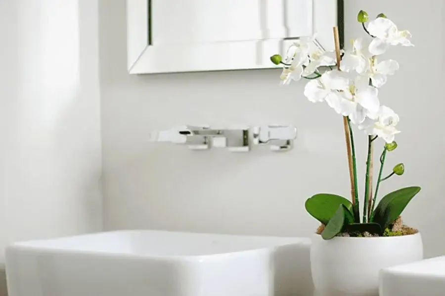 Không chỉ giúp loại bỏ ẩm mốc mà lan hồ điệp còn giúp cho không gian nhà trở nên tinh tế hơn
