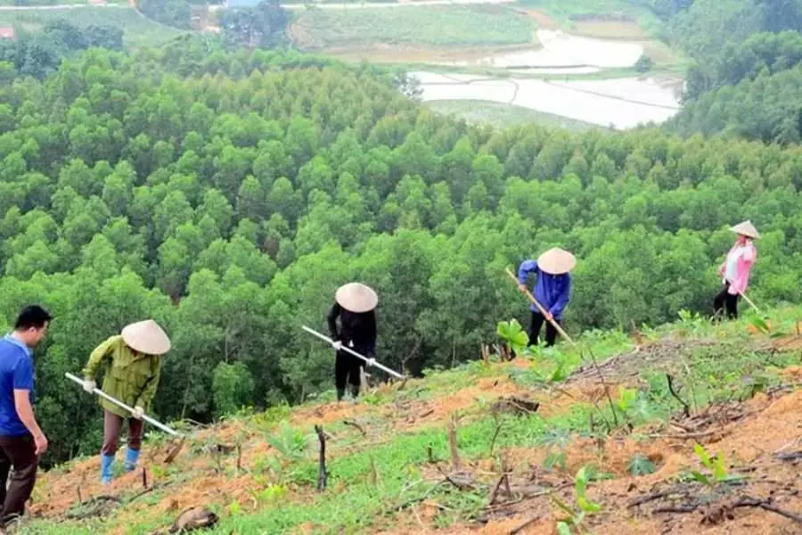 Cây keo sinh trưởng tốt trên các dạng đất đồi khác nhau.