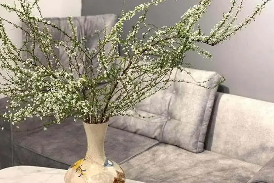 Khi Tuyết Mai đã đạt đến giai đoạn phát triển mong muốn, lấy cây ra khỏi môi trường trồng.