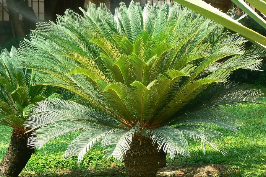 Cây vạn tuế có vóc dáng uy nghi, sang trọng.