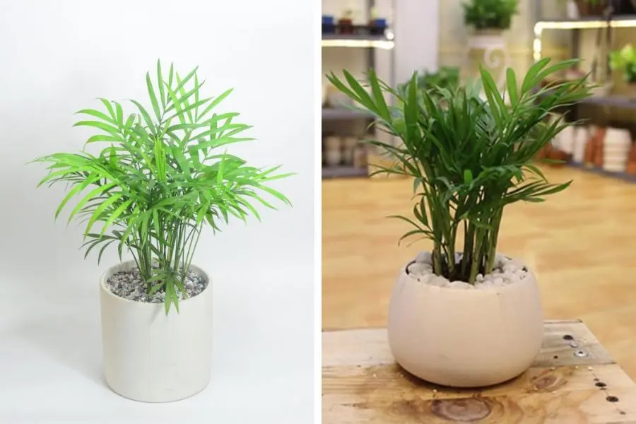 Cây cau tiểu trâm có thể đặt bàn trang trí thêm cho không gian quán cafe.