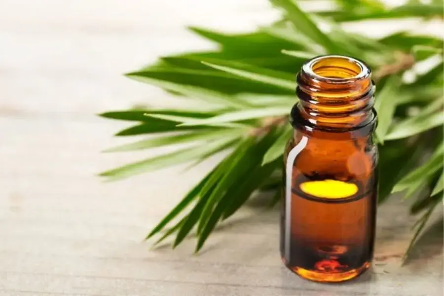 Tinh dầu tràm trà có thể tẩy tế bào chết ở mắt