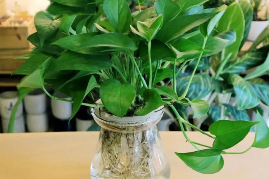 Cây vạn niên thanh là đại diện của may mắn, thịnh vượng.