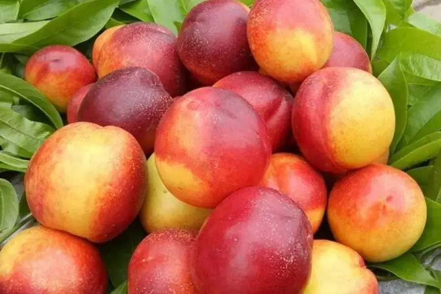Quả đào