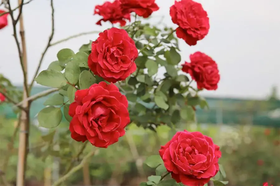Hoa hồng cổ Hải Phòng với màu đỏ nhung đặc trưng đầy bắt mắt