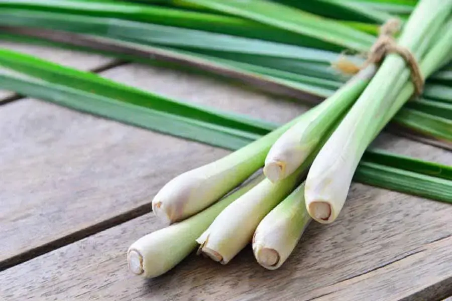 Sả được xem là nguyên liệu khử mùi, đuỗi côn trùng tự nhiên hiệu quả. (Nguồn: Caythuoc.org)