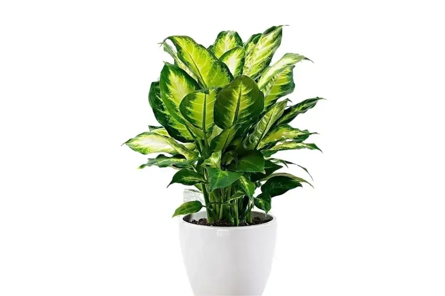 Cây Huy Hoàng giữ lại những luồng vượng khí giúp cho công việc luôn được thuận lợi, thịnh vượng, thành công