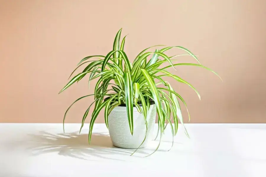 Không chỉ giúp loại bỏ khí độc, cây dây nhện có mang đến may mắn và bình an cho gia chủ về mặt phong thủy