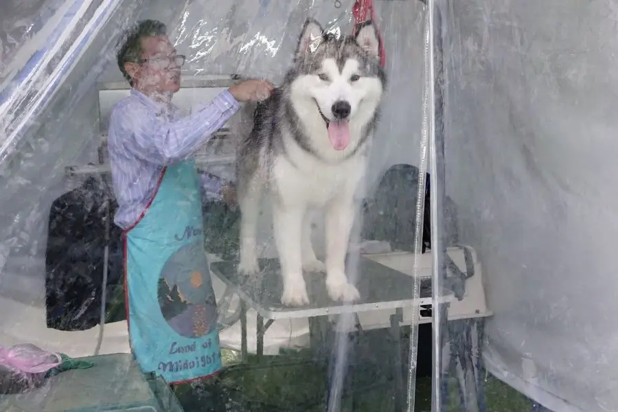 Chó Alaska thường mắc các bệnh ngoài da và bên trong cơ thể.
